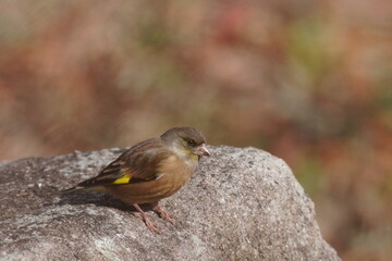 oriental greenfinch in the forest