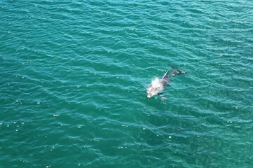 Dolphin in the sea