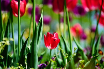 Obraz premium チューリップ