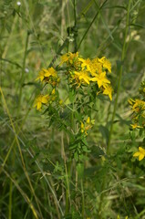 Yellow inflorescences of St. John's wort close up