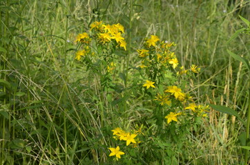 Yellow inflorescences of St. John's wort close up