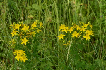 Yellow inflorescences of St. John's wort close up