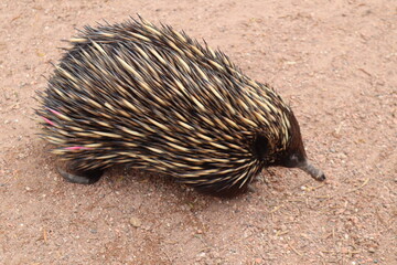 hedgehog on the ground