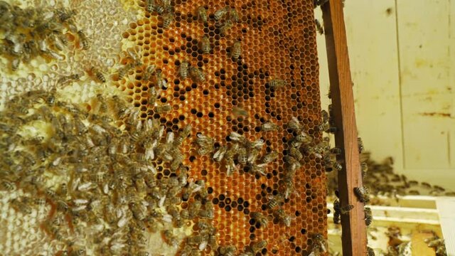 Harvest honey. Frame full of honey and bee bread with bees. Swarm of bees on a wooden frame with honeycomb. Bees swarming, working on honeycombs