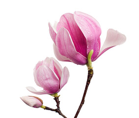 Magnolia liliiflora flower on branch with leaves, Lily magnolia flower isolated on white background, with clipping path  