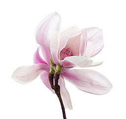 Magnolia liliiflora flower on branch with leaves, Lily magnolia flower isolated on white...