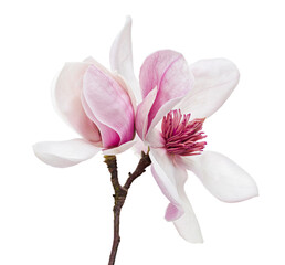 Magnolia liliiflora flower on branch with leaves, Lily magnolia flower isolated on white background, with clipping path  