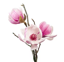 Schilderijen op glas Magnolia liliiflora flower on branch with leaves, Lily magnolia flower isolated on white background, with clipping path   © Dewins