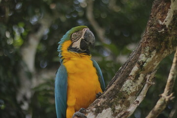blue and yellow macaw
