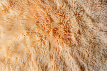 Close-up orange fur texture background used as a beautiful abstract fur backdrop design.
