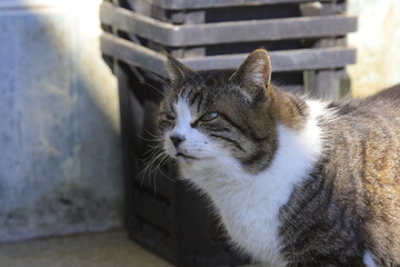 cat