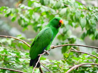 colorful and beautiful bird in the park