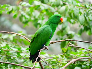 colorful and beautiful bird in the park