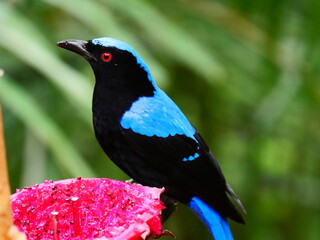 colorful and beautiful bird in the park