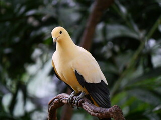 colorful and beautiful bird in the park