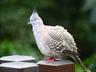 colorful and beautiful bird in the park