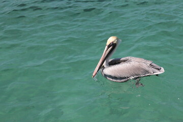 pelican on the water