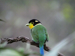 colorful and beautiful bird in the park