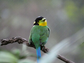 colorful and beautiful bird in the park