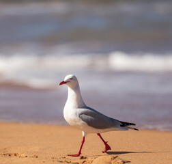 Obraz premium The Australian Silver Gull is the most common seagull found in the country and is a regular site at the beaches around Sydney