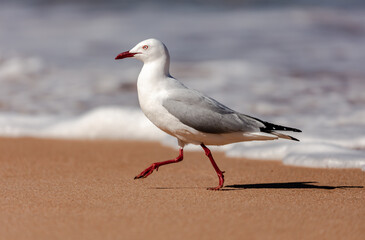 The Australian Silver Gull is the most common seagull found in the country and is a regular site at the beaches around Sydney