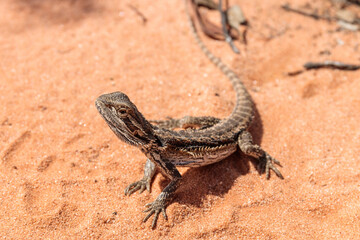 Central Bearded Dragon Pogona vitticeps. Australian lizard over orange sand.