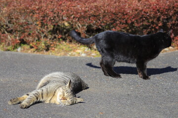 cat and dog