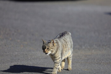 lynx on the rock