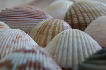 shells on the beach