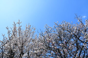 살구나무 꽃