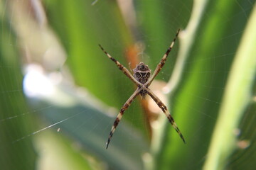 spider