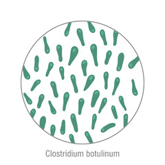 Clostridium botulinum, pathogenic bacteria. Bacterial microorganism. Microbiology, infographic