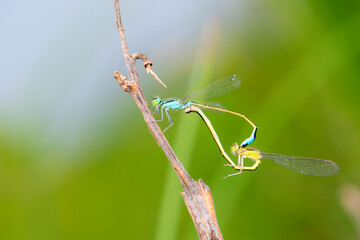 Douniang lives on wild plants in the field, and douniang is mating