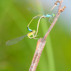 Douniang lives on wild plants in the field, and douniang is mating
