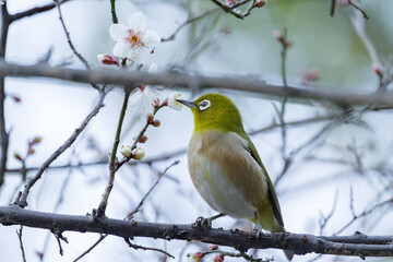 梅の蜜を吸うメジロと早咲きの白梅。新春の雰囲気