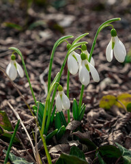 First spring snowdrops in the wild. Flowers of Galanthus
