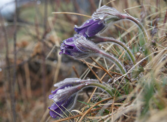 Fototapeta na wymiar Fluffy buds of spring violet snowdrops