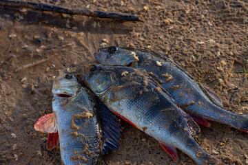 The caught fish. The caught fish lies on the sandy shore.