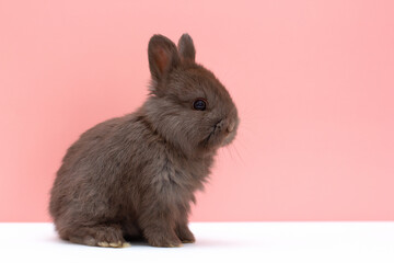 Little gray baby bunny, rabbit