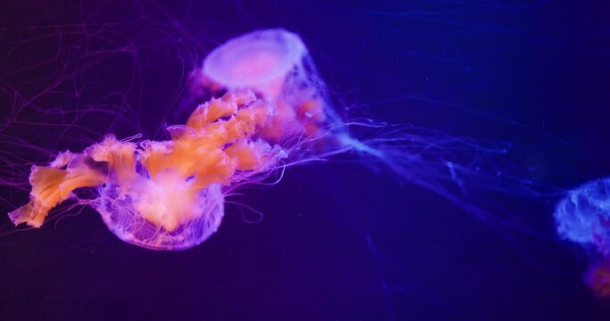 Jelly fish swim in water tank