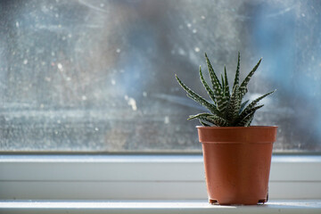 Haworthia succulent on the window