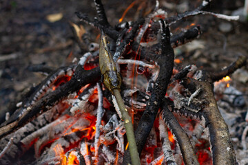Fish on a stick over the fire. Fish cooked on wood over a fire.