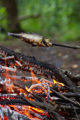 Fish on a stick over the fire. Fish cooked on wood over a fire.