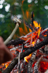 Fish on a stick over the fire. Fish cooked on wood over a fire.