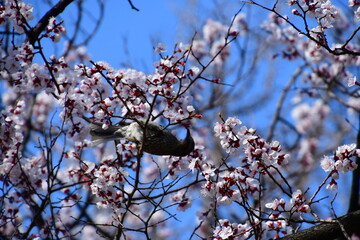 꽃 따먹는 새 직박구리
