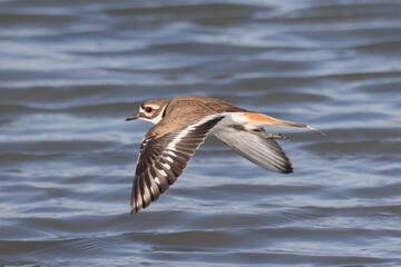 Killdeer in flight