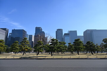 皇居前広場の松の木々とビル群