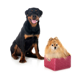 pomeranian and rottweiler in studio