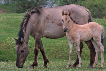 Obraz premium Foal and adult horse on a desert island. Natural habitat. This is a photograph of wild mammals in the wild. Location: Danube Delta. Odessa region, Ukraine.
