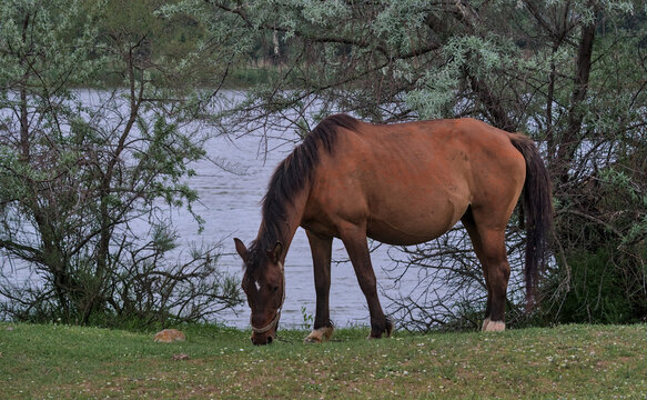 A beautiful horse in the meadow eats grass on a desert island. Natural habitat. This is a photograph of wild mammals in the wild. Location: Danube Delta. Odessa region, Ukraine.